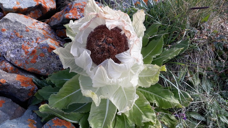 Saussurea bogedaensis photo 5