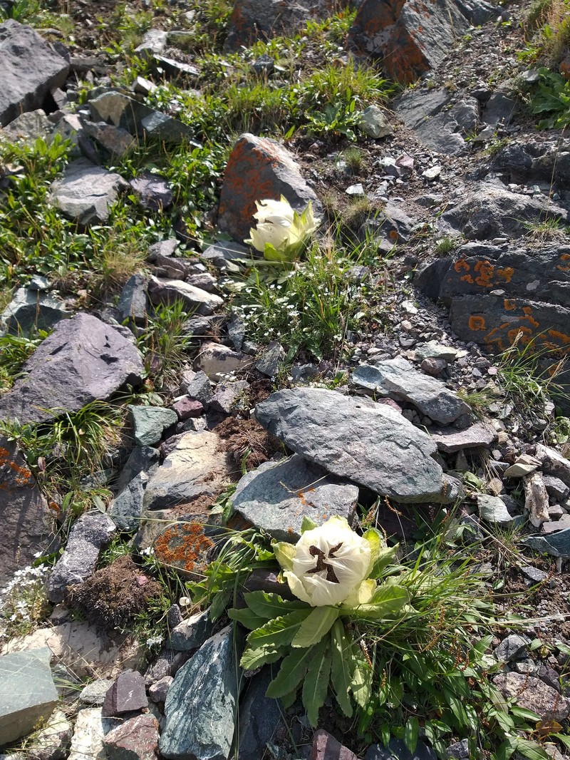 Saussurea bogedaensis photo 7