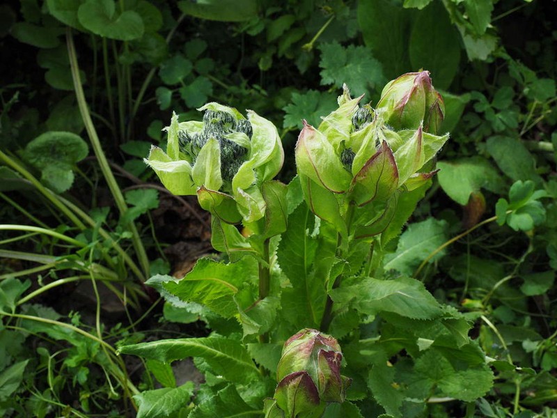 Saussurea globosa