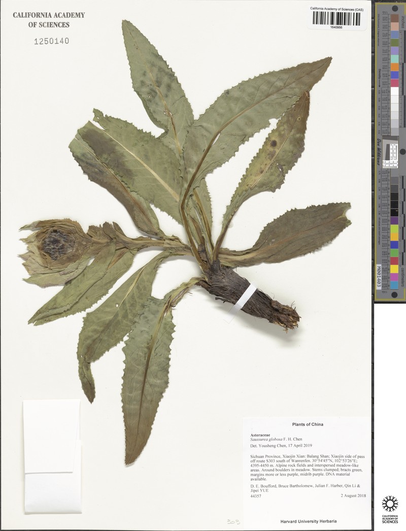 Saussurea globosa photo 2