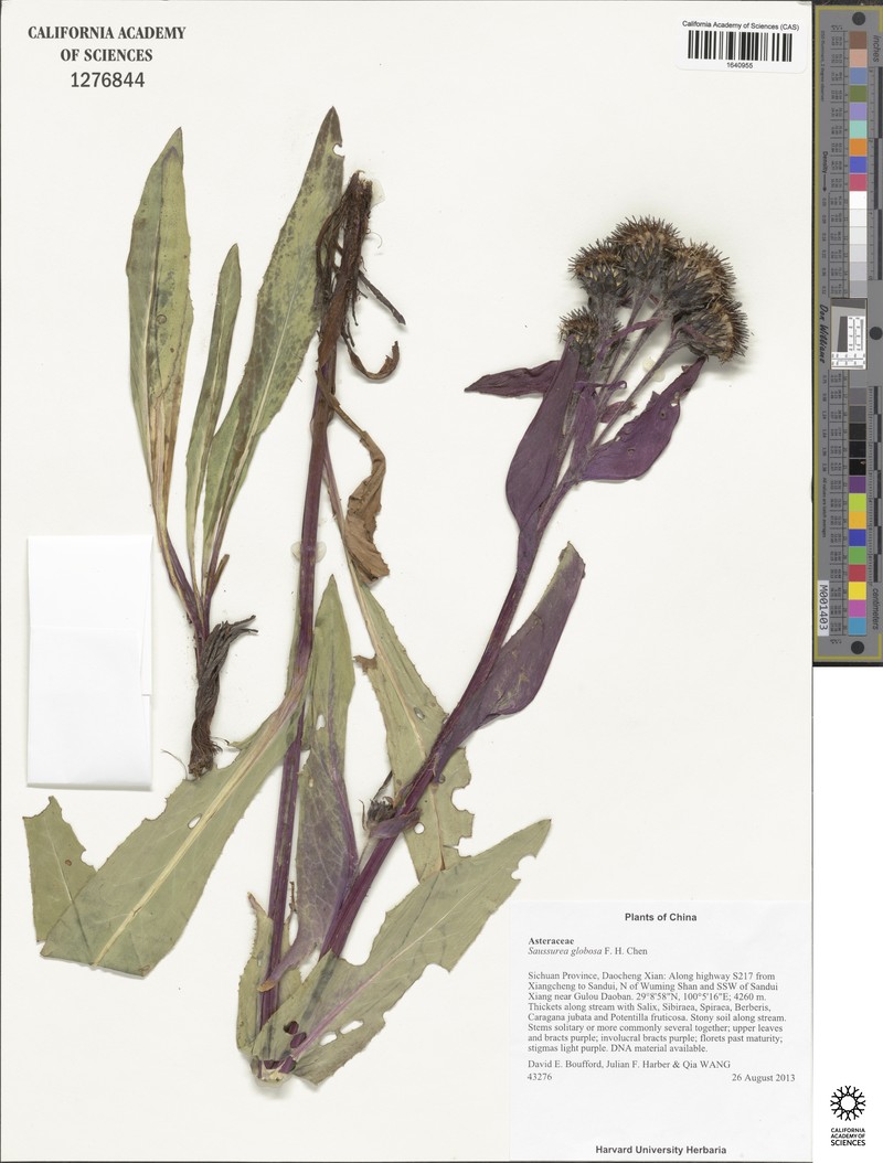 Saussurea globosa photo 3