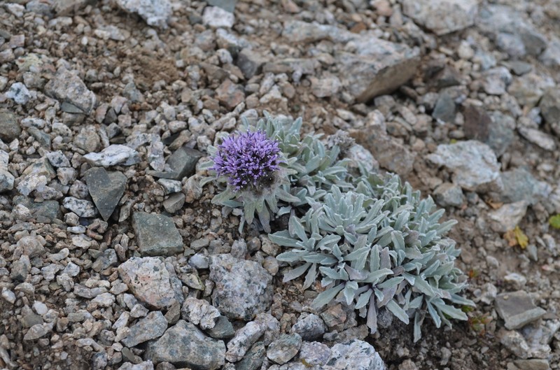 Saussurea gnaphalodes photo 2