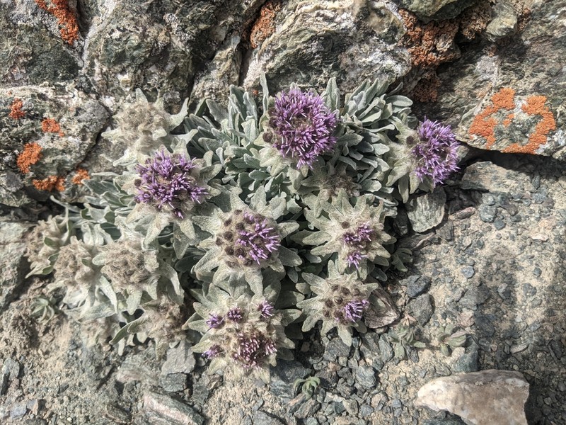 Saussurea gnaphalodes photo 3