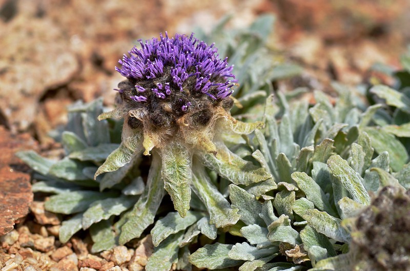 Saussurea gnaphalodes photo 4