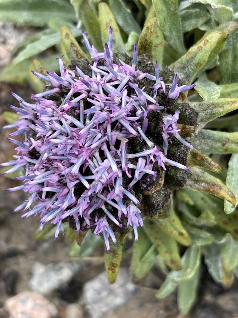 Saussurea gnaphalodes photo 5