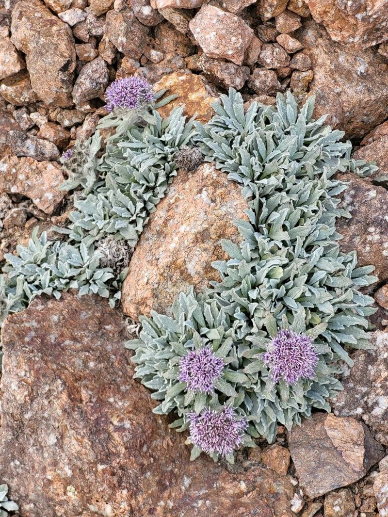 Saussurea gnaphalodes photo 6