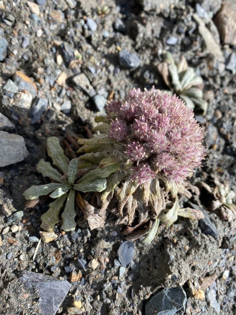 Saussurea gnaphalodes photo 7