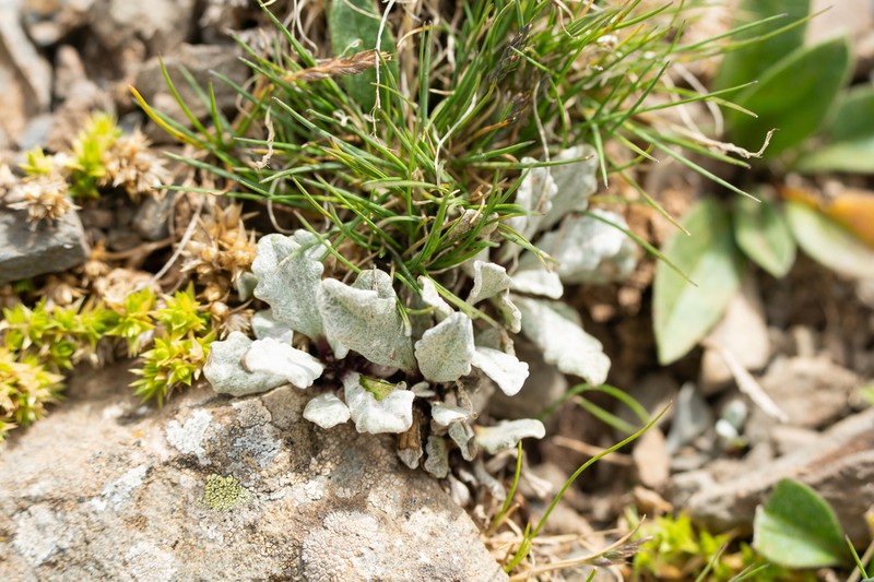 Saussurea gnaphalodes photo 8