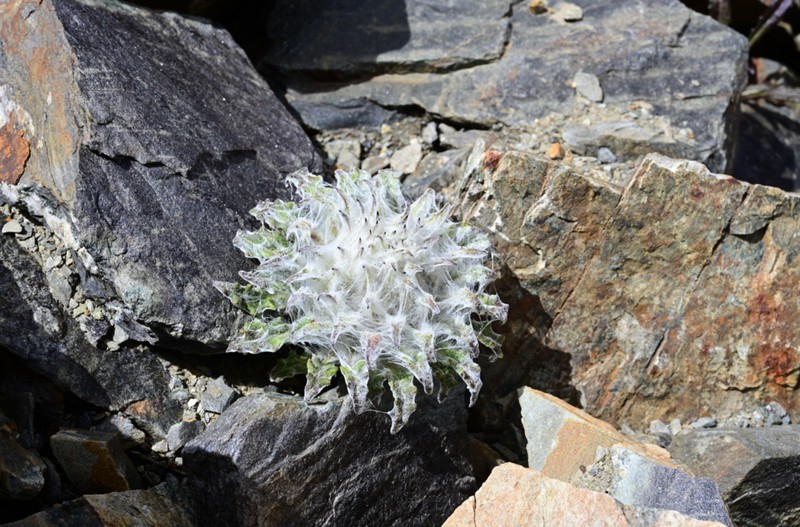 Saussurea gossipiphora photo 3