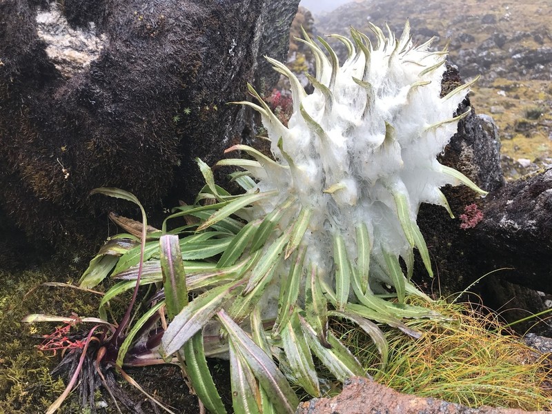 Saussurea gossipiphora photo 4