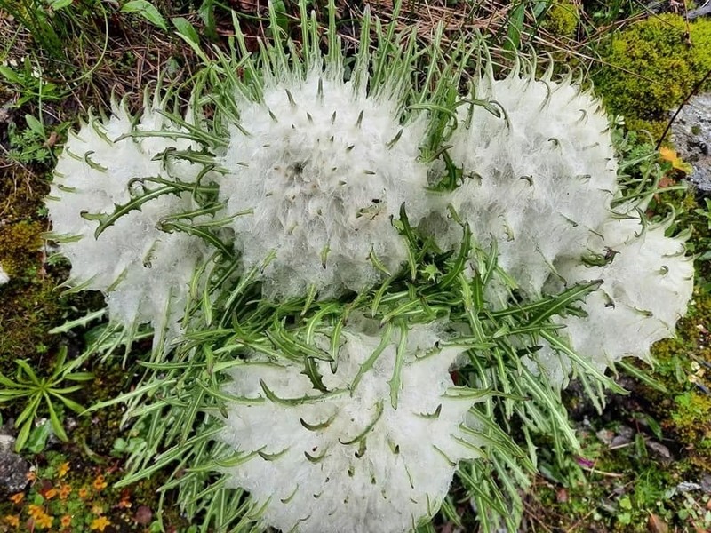 Saussurea gossipiphora photo 5