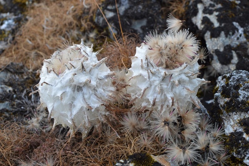 Saussurea gossipiphora photo 6