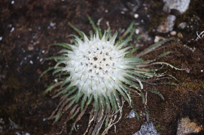 Saussurea gossipiphora photo 7