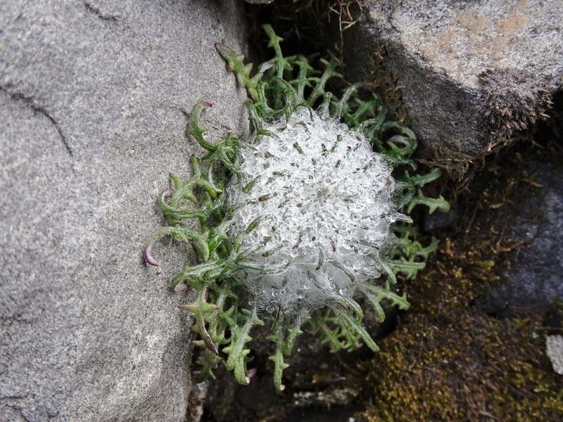 Saussurea gossipiphora photo 8