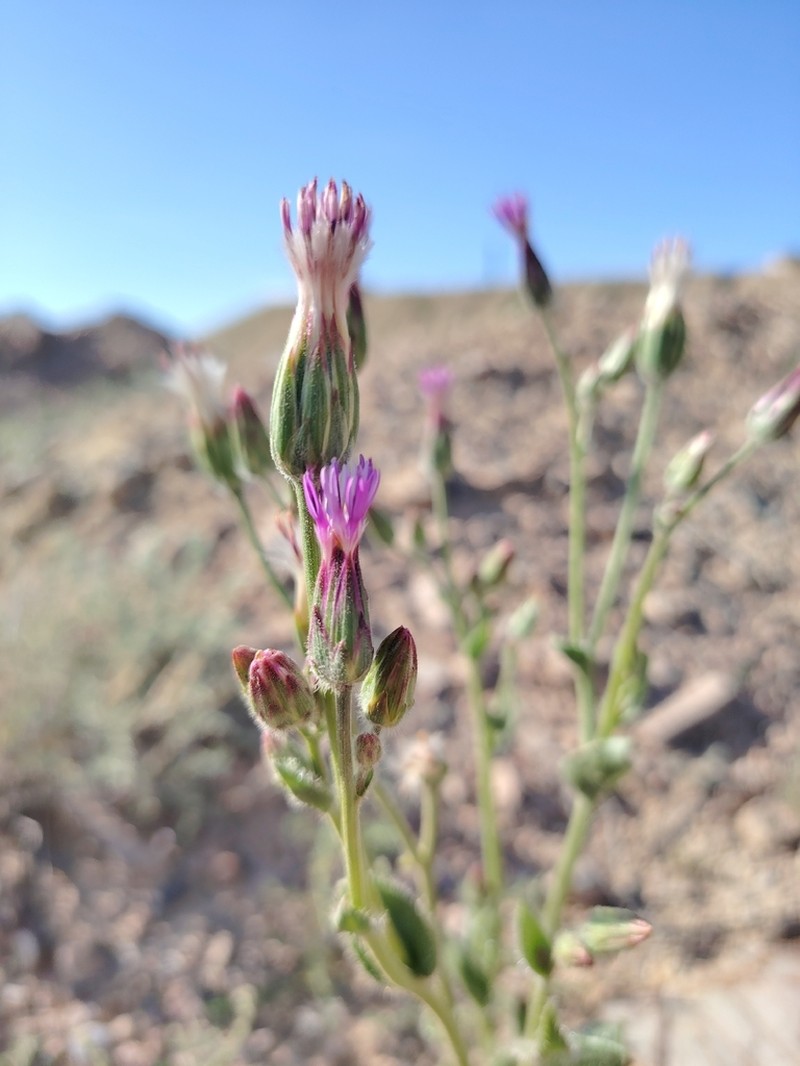 Saussurea lehmannii