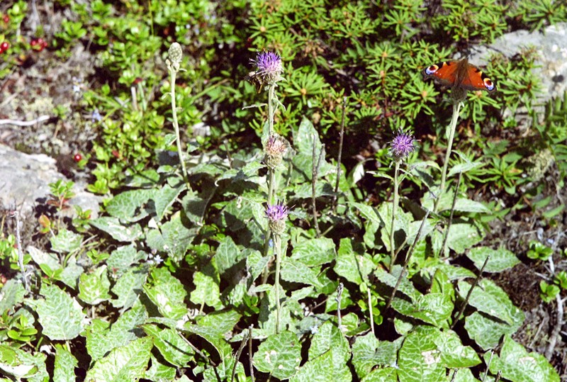 Saussurea nakaiana