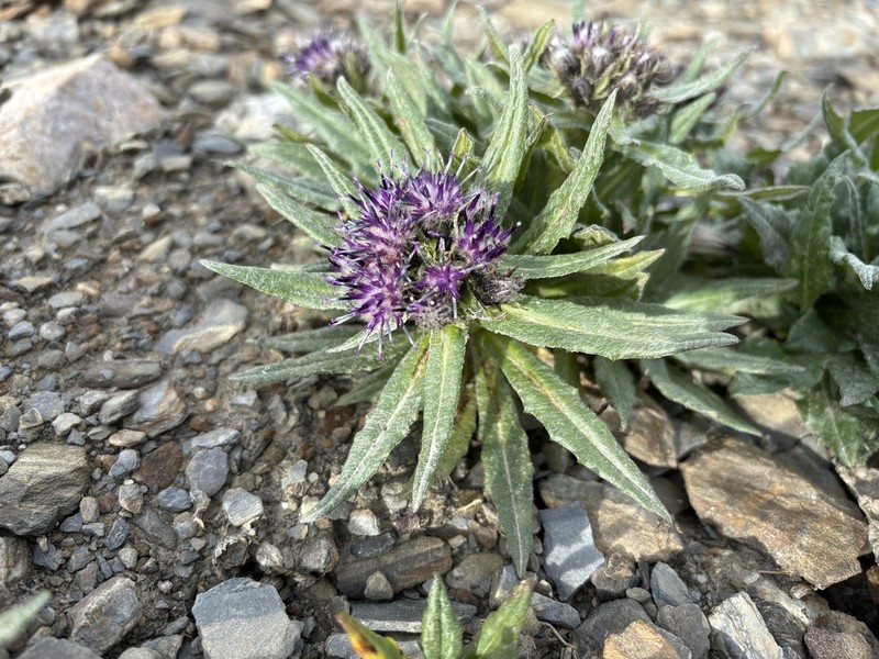 Nutty Saw-Wort photo 4