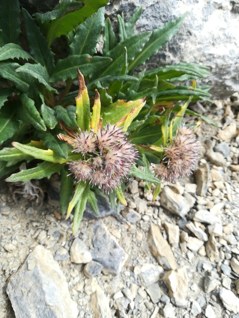 Nutty Saw-Wort photo 5
