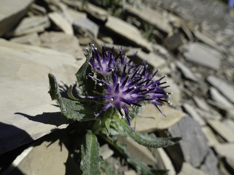 Nutty Saw-Wort photo 6
