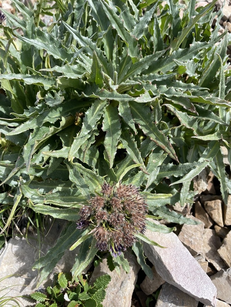Nutty Saw-Wort photo 7
