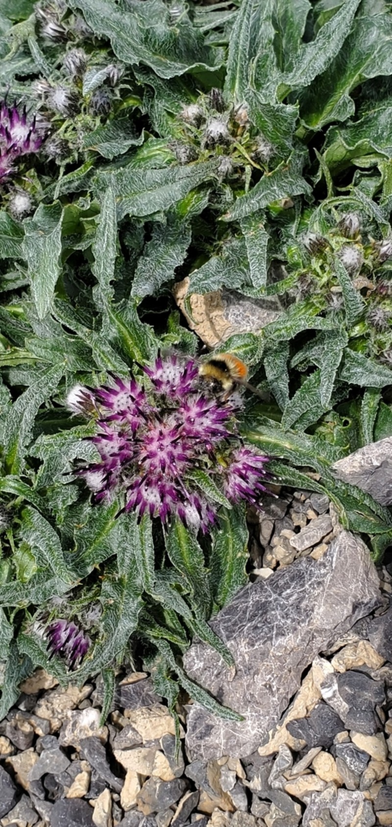 Nutty Saw-Wort photo 8