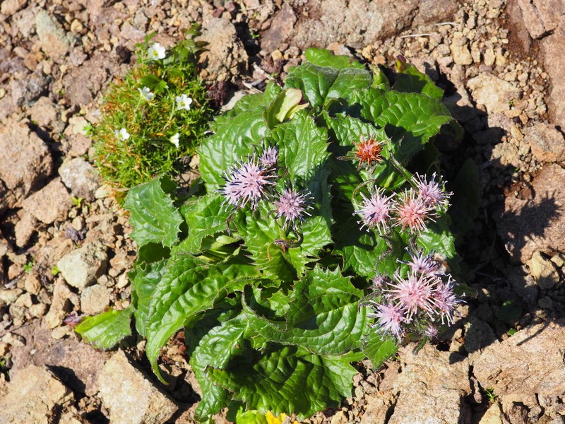 Saussurea nupuripoensis