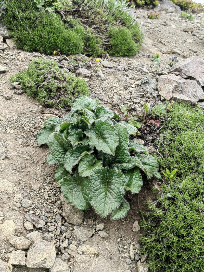 Saussurea nupuripoensis photo 2