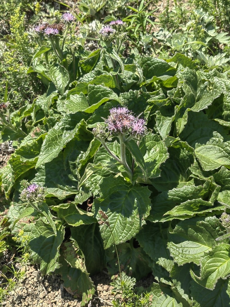 Saussurea nupuripoensis photo 3