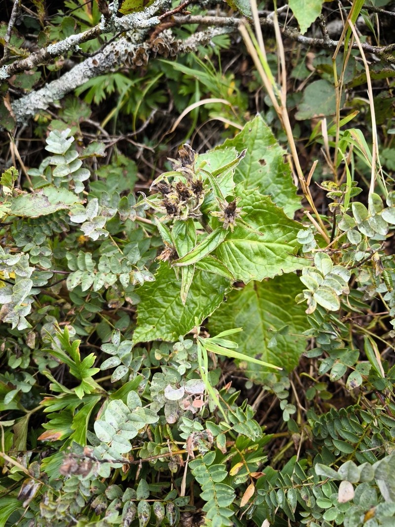 Saussurea nupuripoensis photo 4