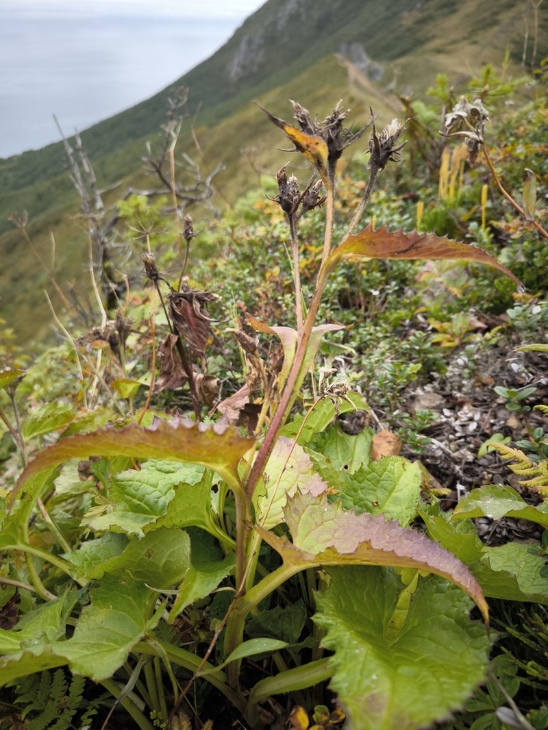 Saussurea nupuripoensis photo 6
