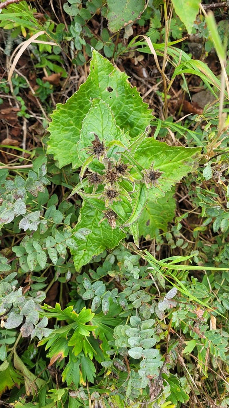 Saussurea nupuripoensis photo 7