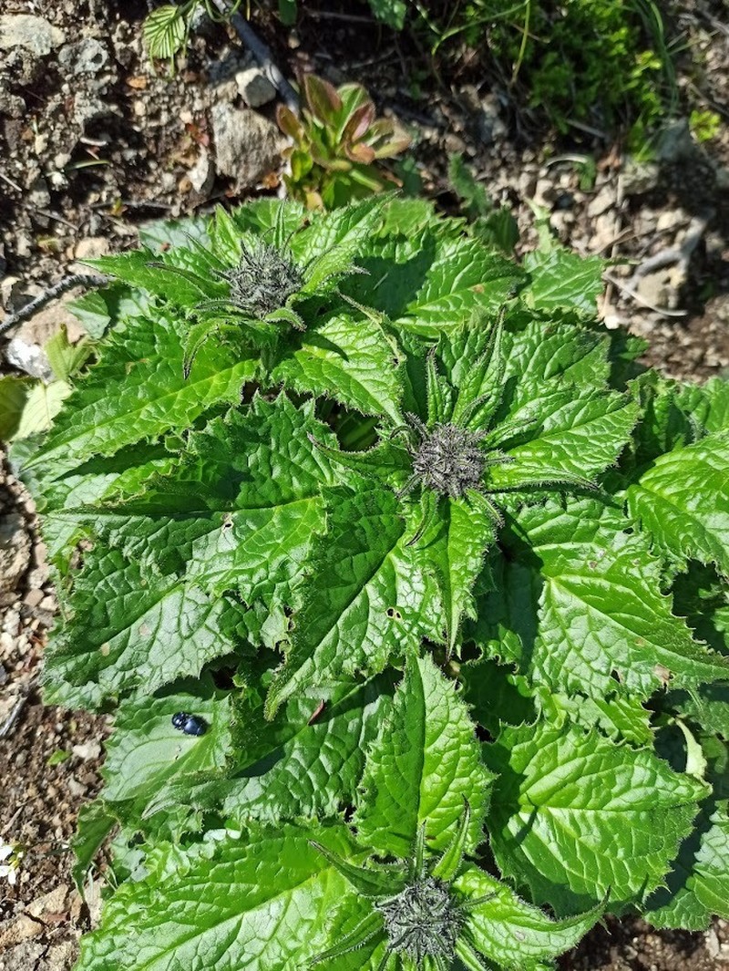 Saussurea nupuripoensis photo 8