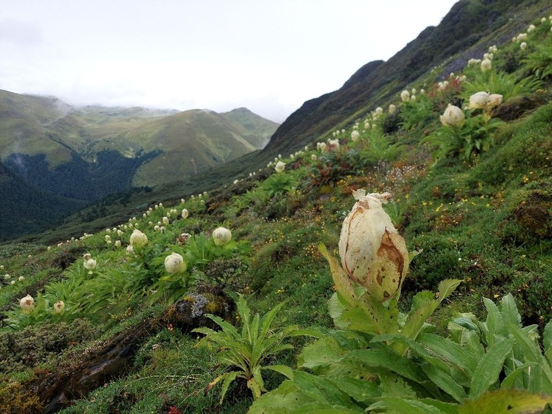 Saussurea obvallata