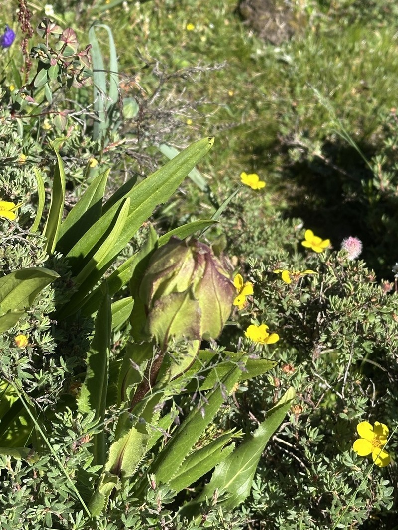Saussurea obvallata photo 2