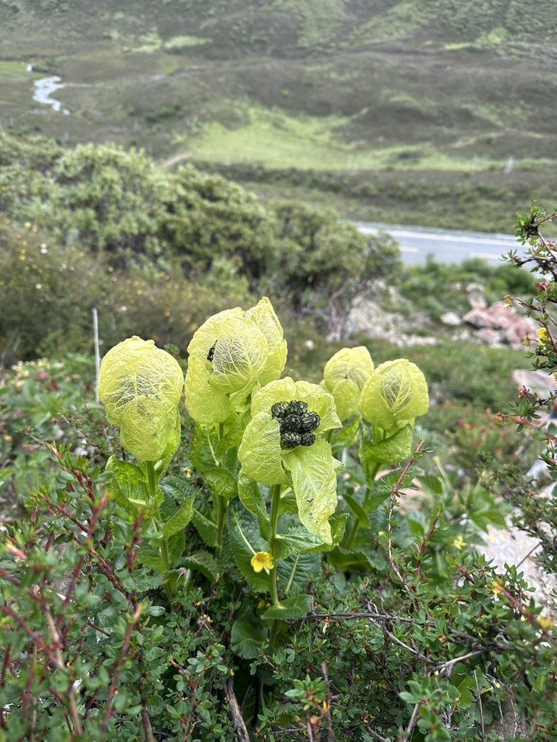 Saussurea obvallata photo 3