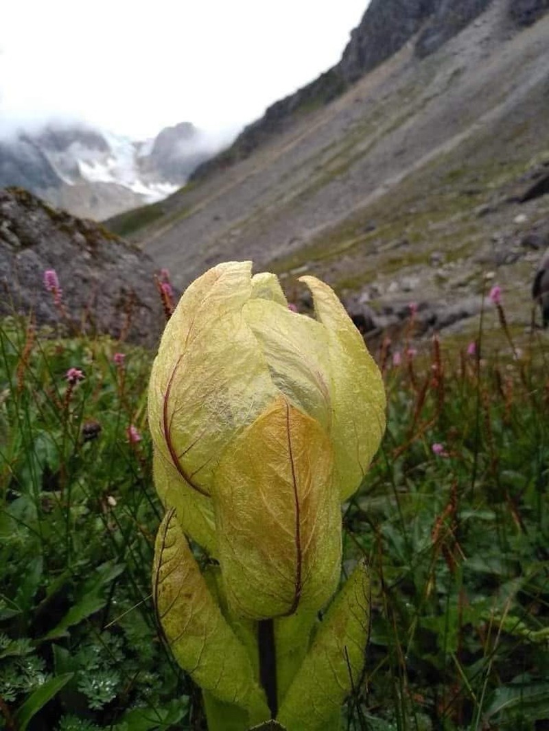 Saussurea obvallata photo 4