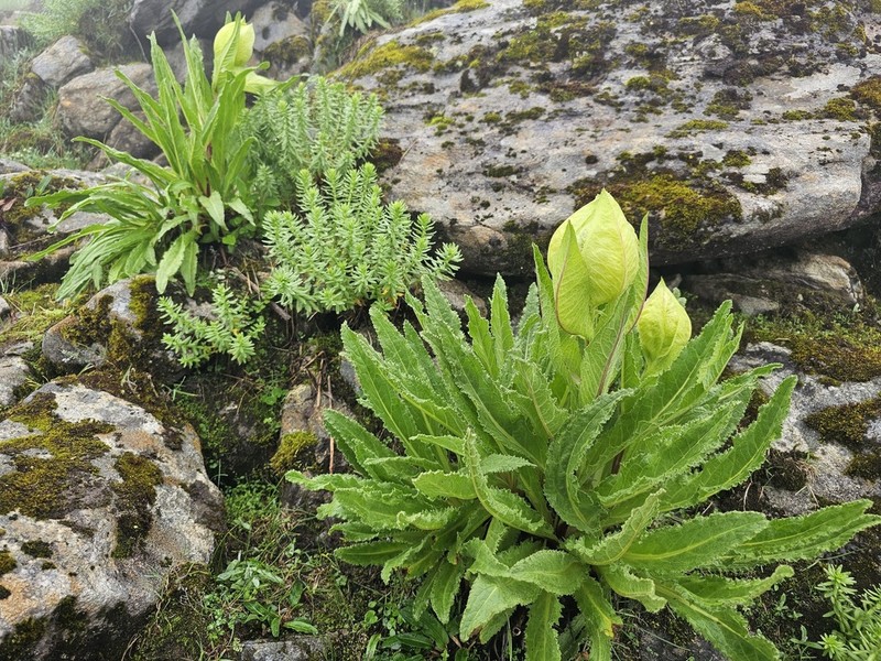 Saussurea obvallata photo 7