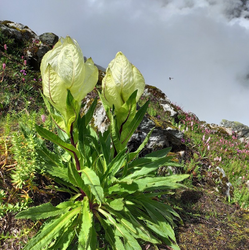 Saussurea obvallata photo 8