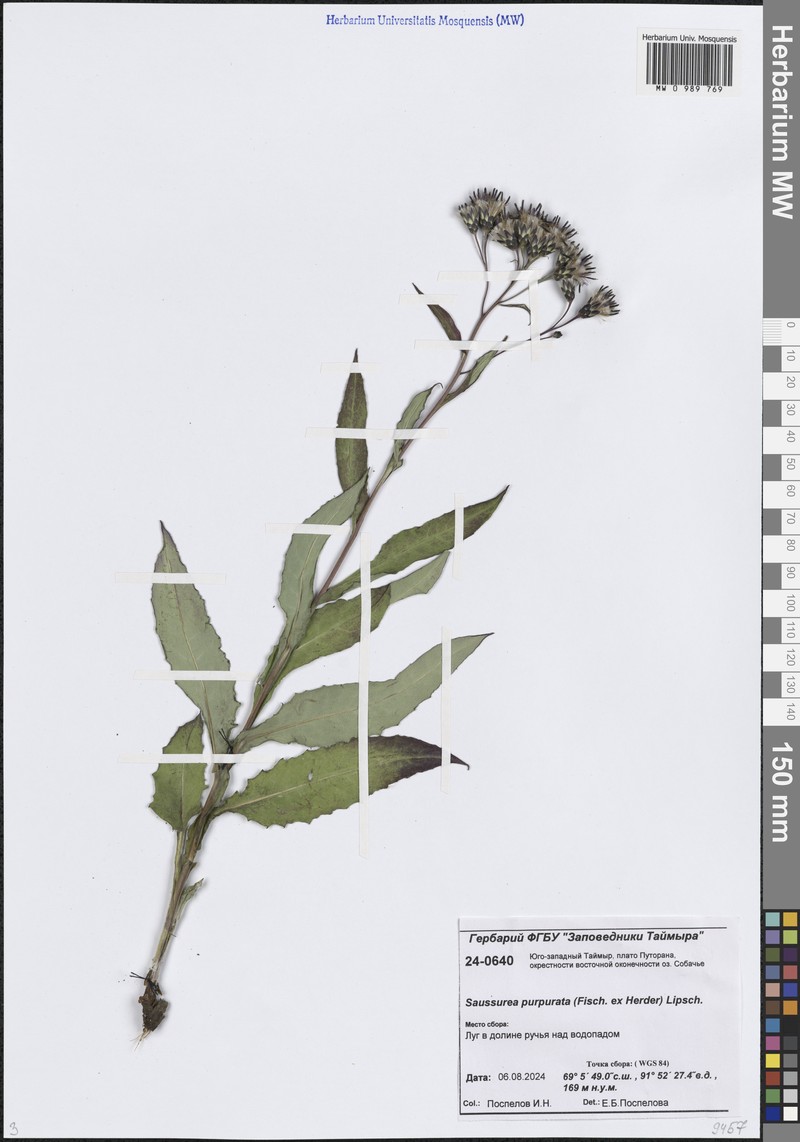 Saussurea parviflora subsp. purpurata