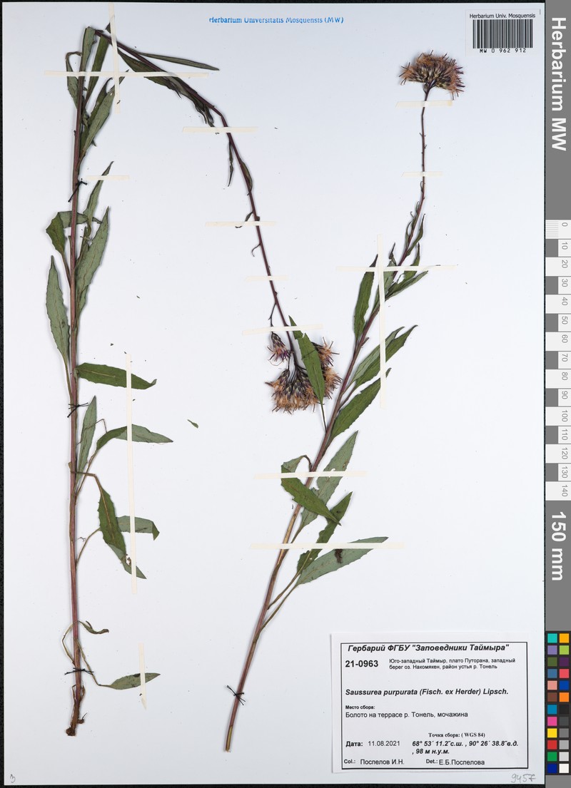 Saussurea parviflora subsp. purpurata photo 2