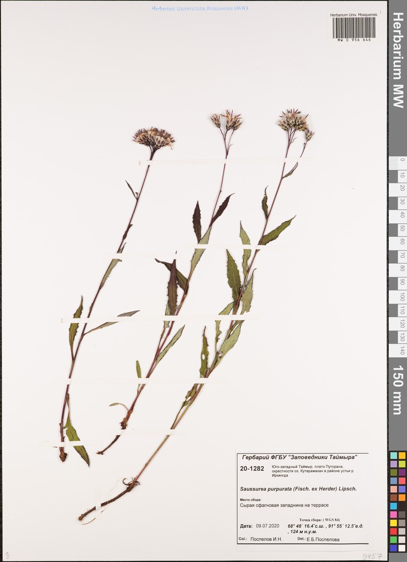 Saussurea parviflora subsp. purpurata photo 3