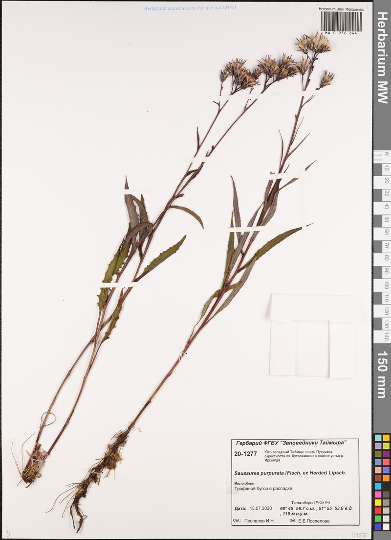 Saussurea parviflora subsp. purpurata photo 4