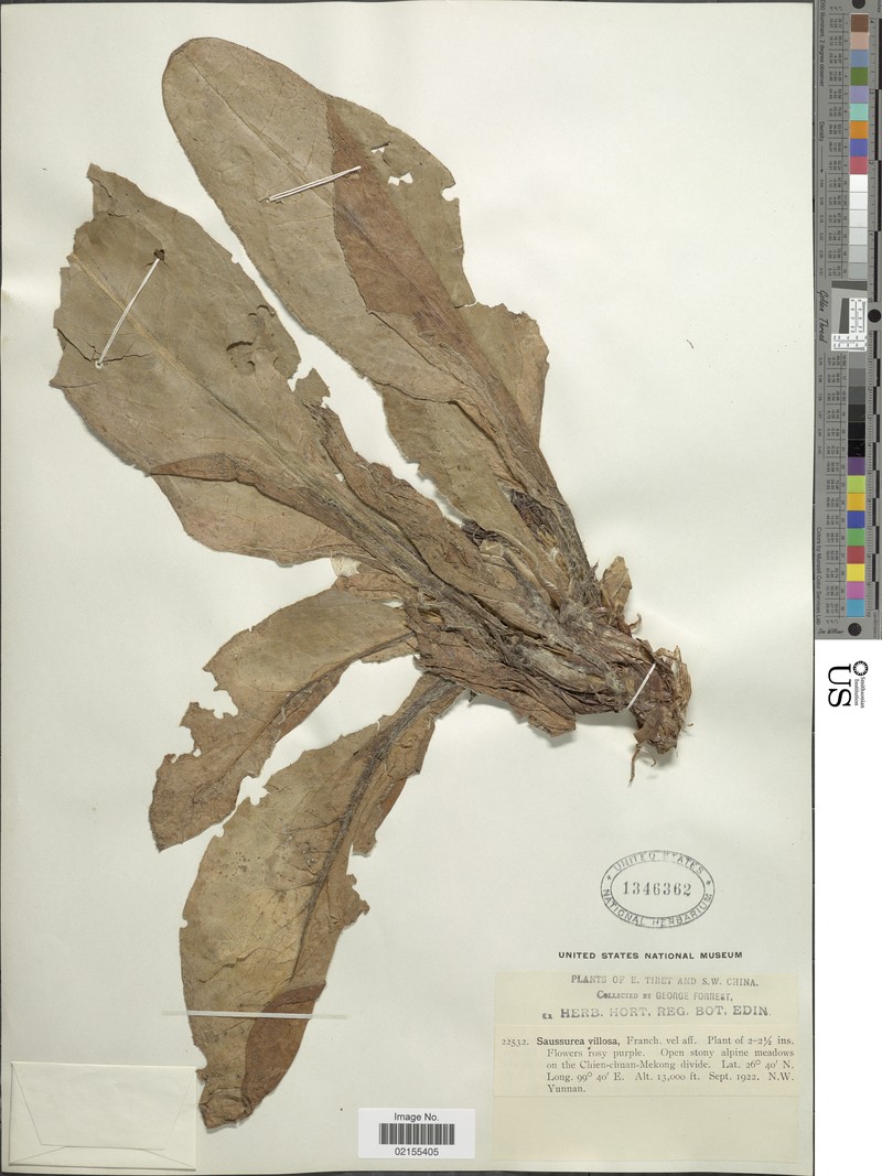 Saussurea pseudoplatyphyllaria
