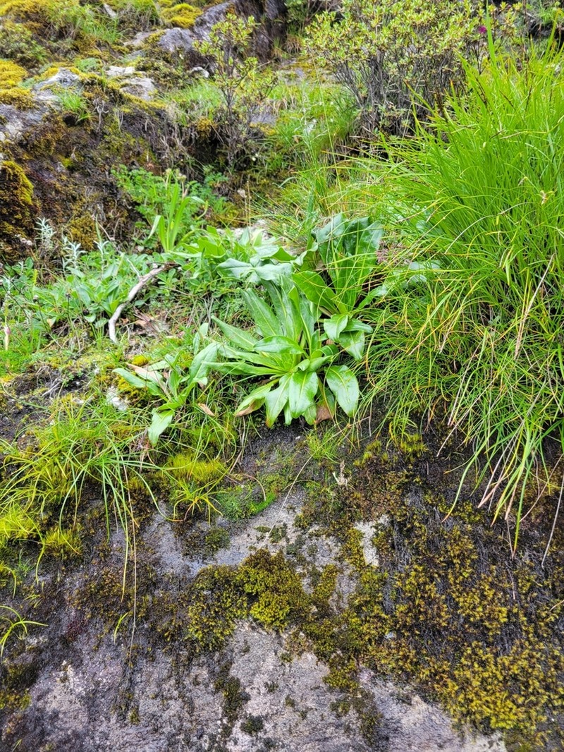 Saussurea solaris