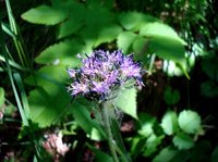 Saussurea tilesii