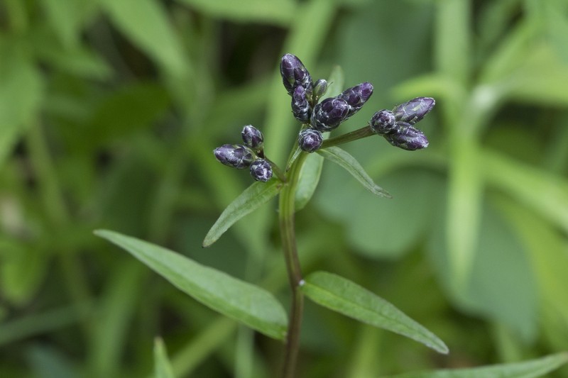 Saussurea triangulata photo 2