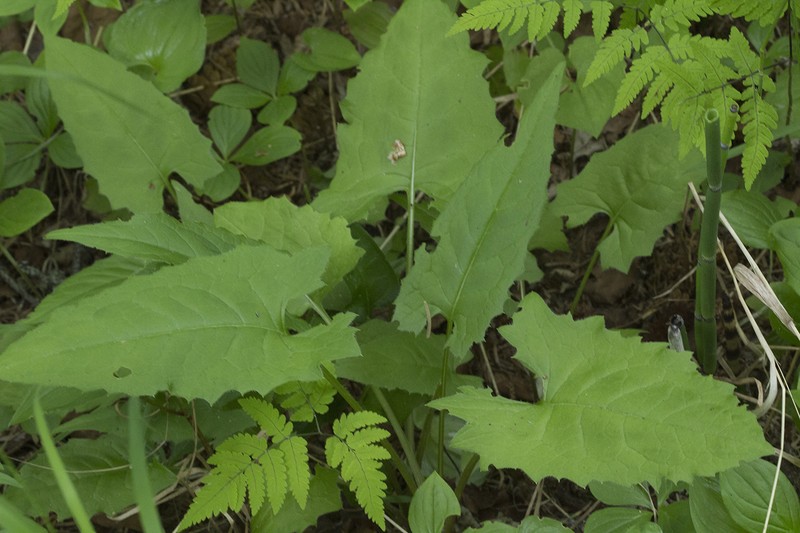 Saussurea triangulata photo 3