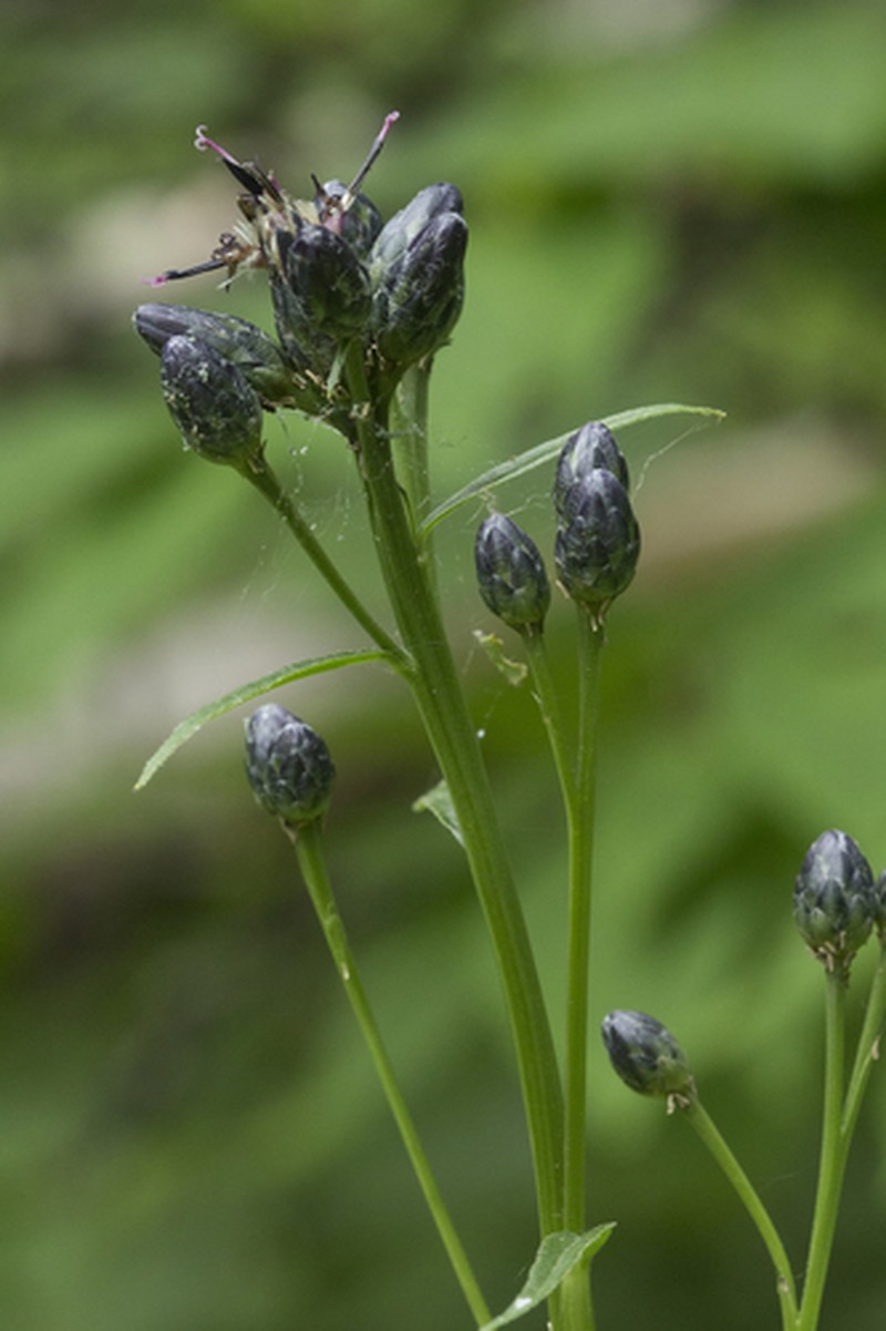 Saussurea triangulata photo 5