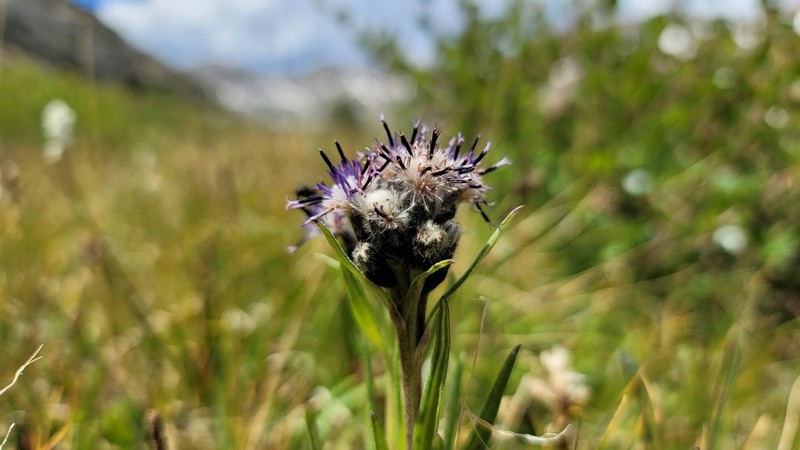 Weber's Saw-Wort