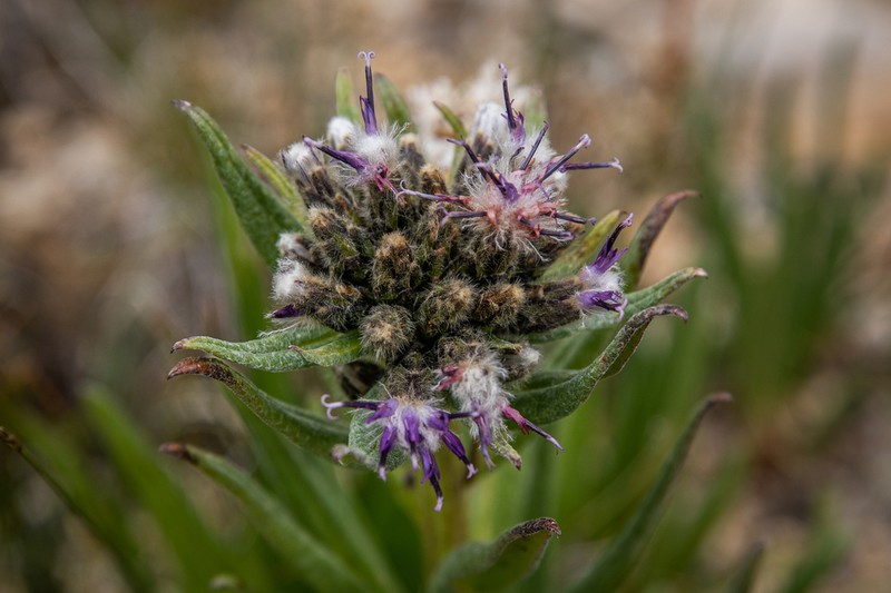 Weber's Saw-Wort photo 2